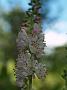 Clethra alnifolia Hokie Pink3